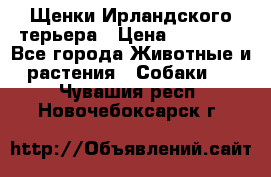 Щенки Ирландского терьера › Цена ­ 30 000 - Все города Животные и растения » Собаки   . Чувашия респ.,Новочебоксарск г.